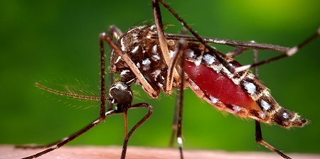 chikungunya