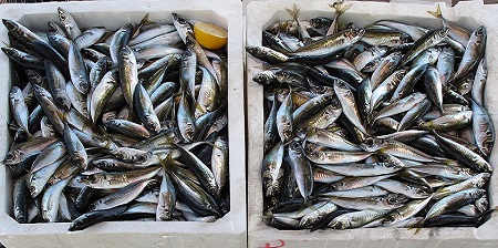 analisi dei prodotti ittici