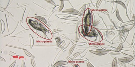 Microplastiche