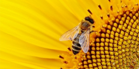 pesticidi di nuova generazione