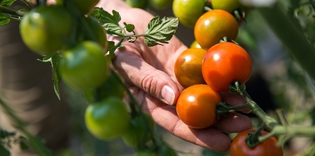 L'editing del genoma al servizio della biotecnologia agricola