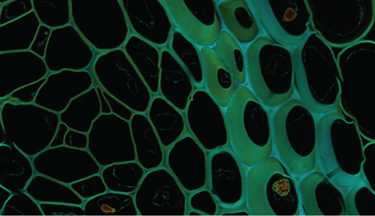 nuovo metodo microscopia ottica iit