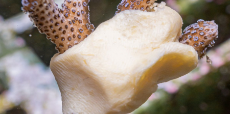 Mineral Accretion Technology iit