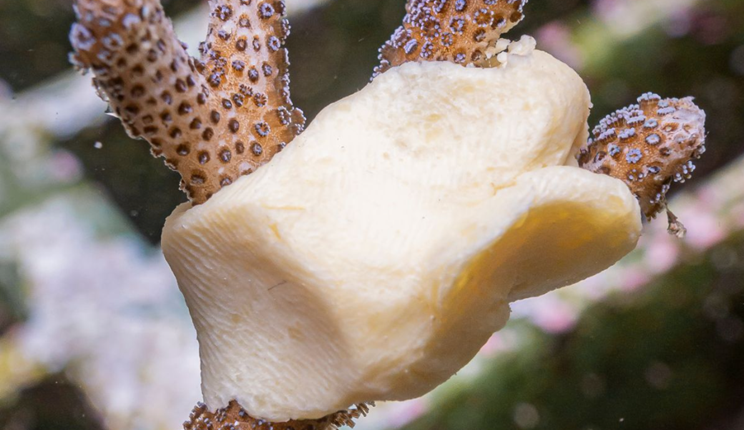 Mineral Accretion Technology iit