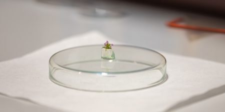 Impalcature superassorbenti in biopolimeri