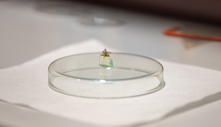 Impalcature superassorbenti in biopolimeri