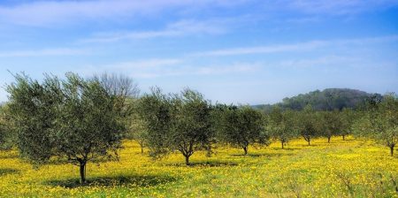 batteri del suolo enea
