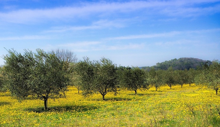 batteri del suolo enea