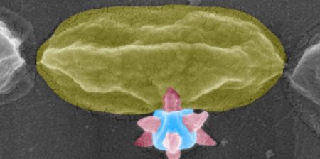 Nanostrutture metallorganiche