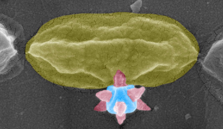 Nanostrutture metallorganiche
