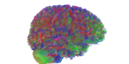 cinque età del cervello umano