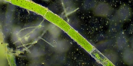 Nannochloropsis gaditana università padova