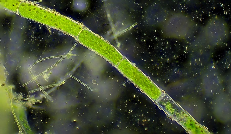 Nannochloropsis gaditana università padova