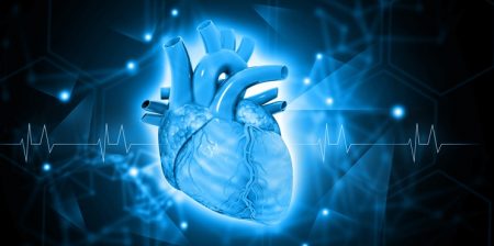 rigenerare il cuore umano università di sydney