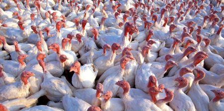 influenza aviaria report efsa