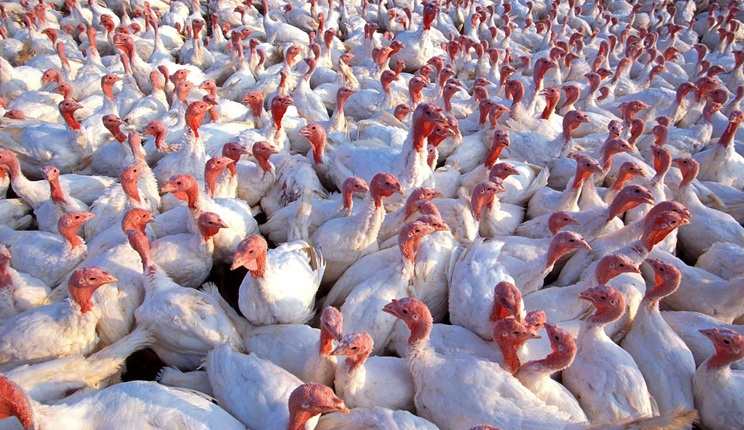 influenza aviaria report efsa