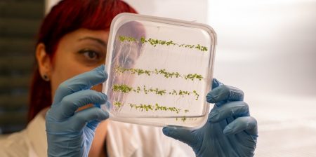 pianta bioibrida unibz