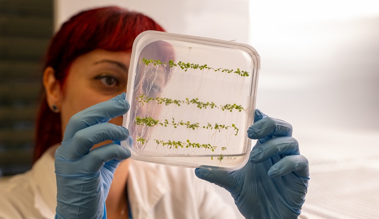 Ricercatori italiani creano la prima pianta bioibrida: cresce di più, cattura più CO₂ e può produrre energia