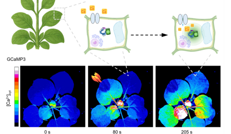 MAPPI, un innovativo sistema di imaging ottico per visualizzare in tempo reale come comunicano tra loro foglie, fusto e radici