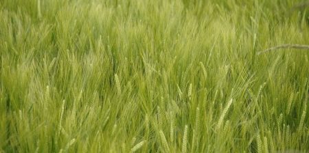 germinazione dell'orzo