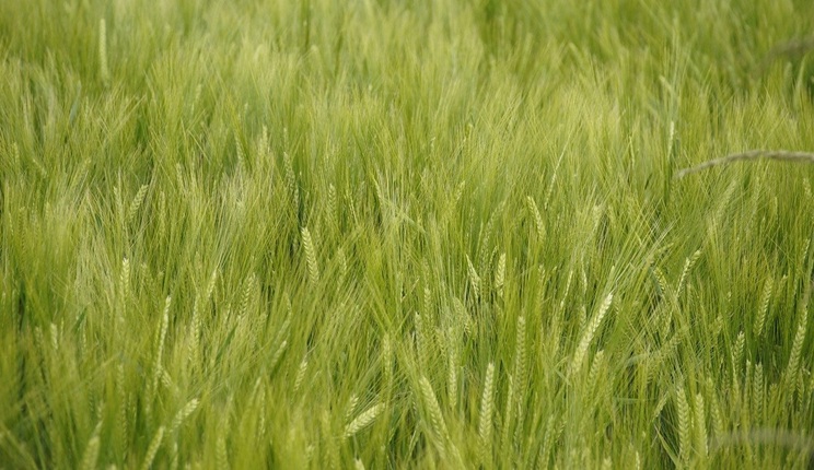 germinazione dell'orzo