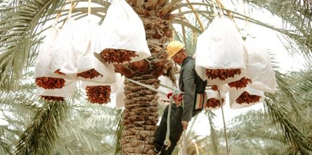 nipah palma da dattero