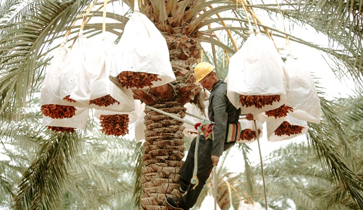 nipah palma da dattero