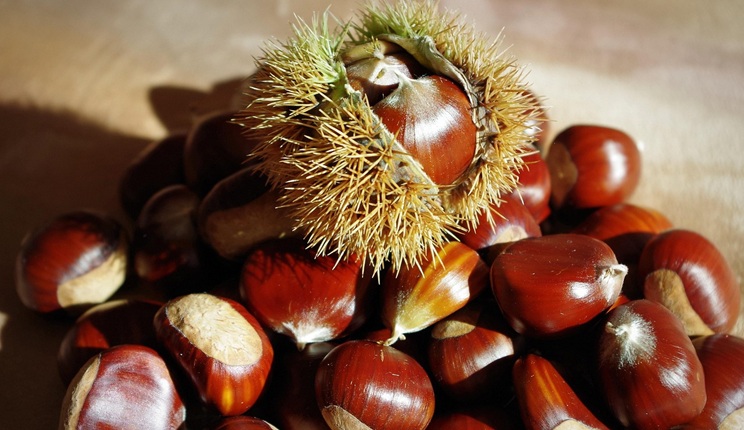 Frutta a guscio: il ruolo della ricerca per la costruzione di una filiera italiana più produttiva, resiliente e competitiva