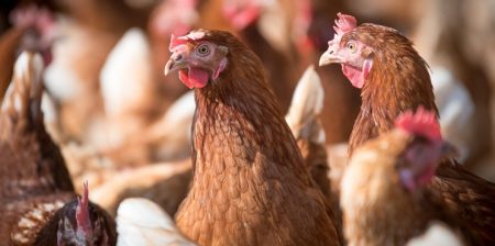 efsa resistenza agli antimicrobici