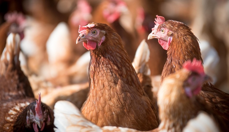 efsa resistenza agli antimicrobici