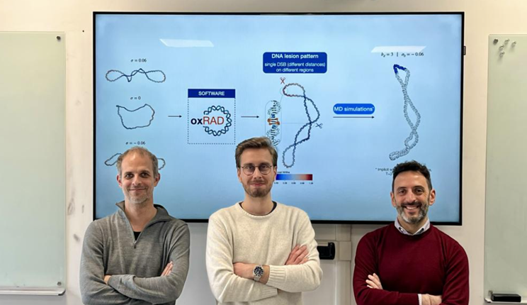 DNA, le geometrie della fragilità: studio Uni Trento e Infn-Tifpa apre nuove prospettive verso una radioterapia più efficace e mirata