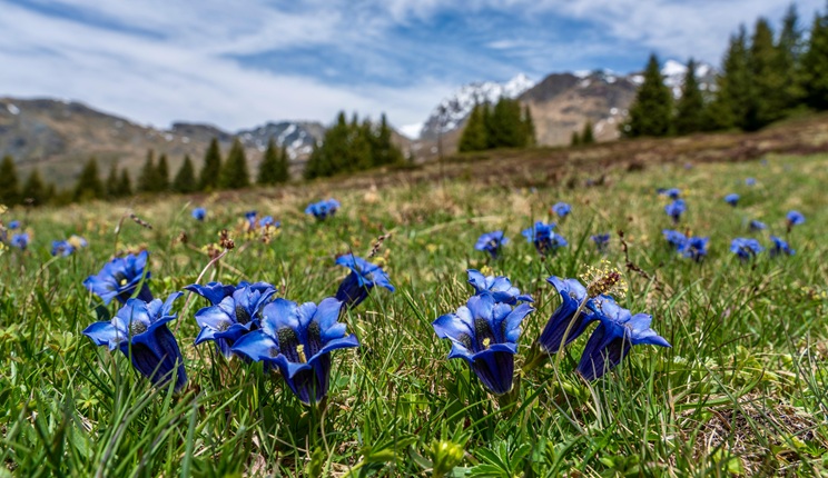 L’Università di Pavia partecipa alla più grande analisi europea sulla vegetazione e il cambiamento climatico