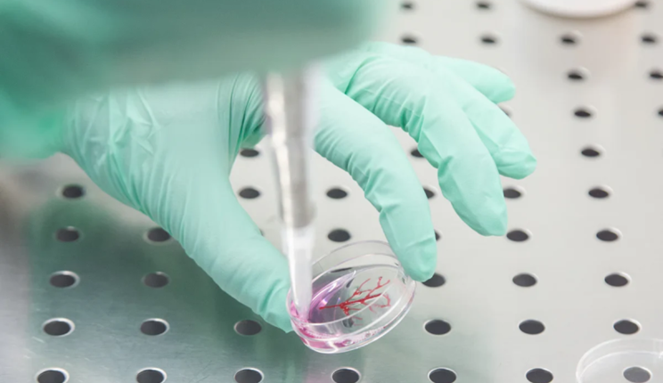 Ossigeno su misura nelle colture cellulari: l’Università di Bologna mette a punto un sistema innovativo per studiare tumori e nuovi farmaci 