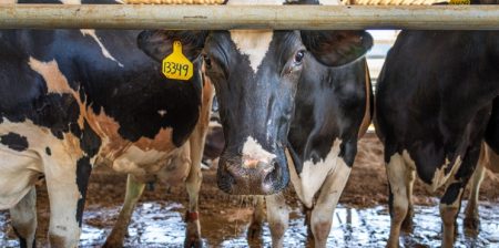 Ridurre i fertilizzanti chimici con il digestato