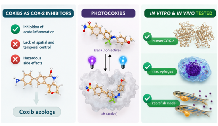 Nuova classe di molecole antinfiammatorie fotoregolabili: si attivano con la luce e riducono gli effetti collaterali