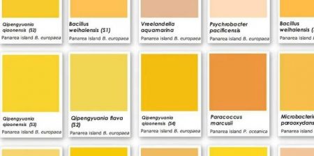 pigmenti naturali batteri università bologna