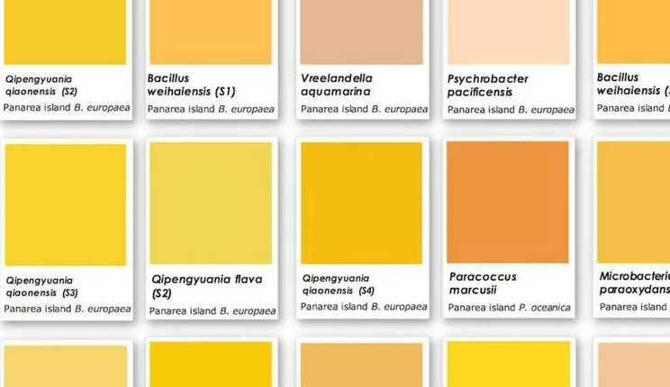 pigmenti naturali batteri università bologna