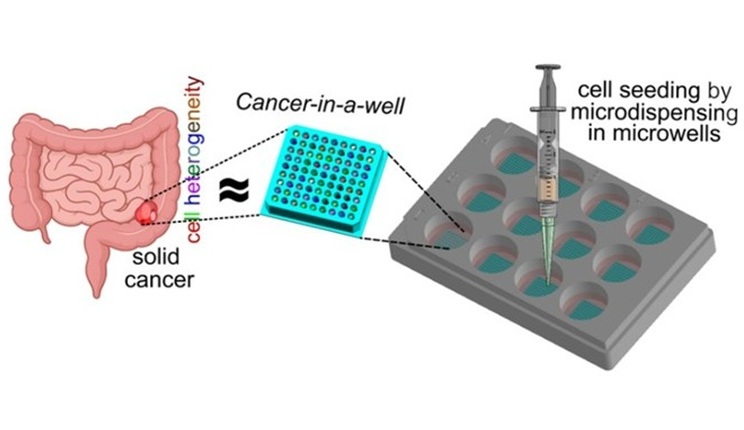 Nuovi modelli tridimensionali per studiare la complessità dei tumori