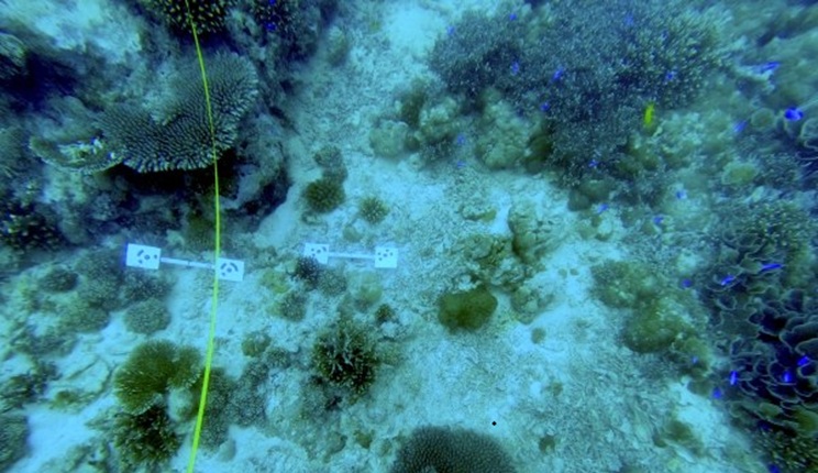 Coralli, mangrovie e praterie di piante marine contro le onde: Ca’ Foscari studia le difese naturali delle coste tropicali